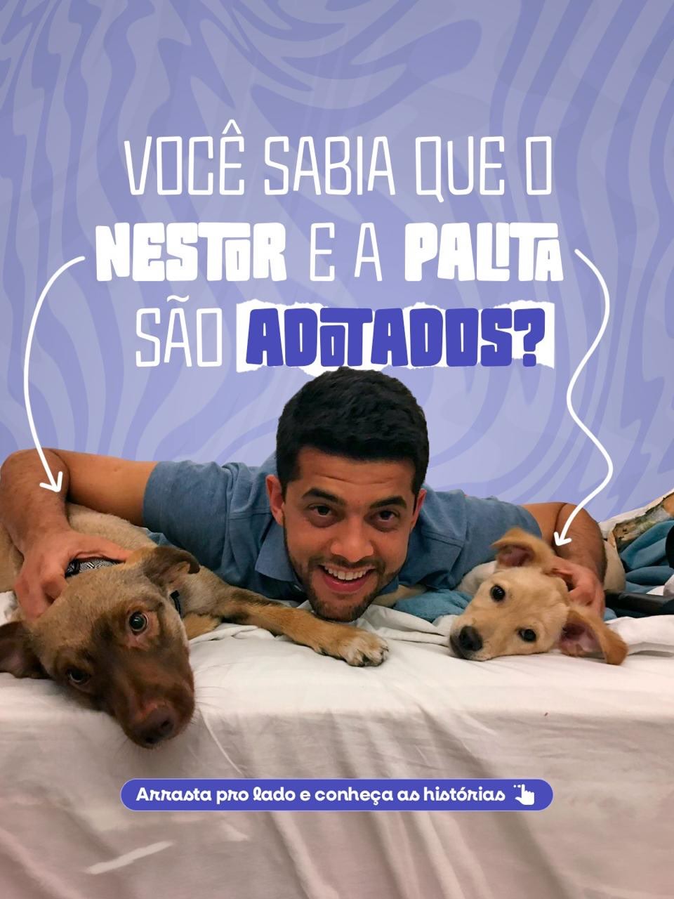Rede de acolhimento e proteção animal